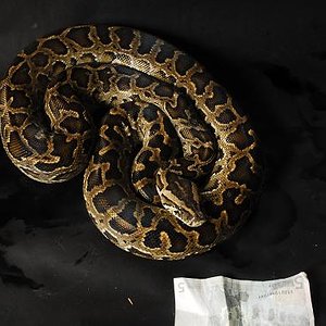 Dwarf Molurus F2.JPG