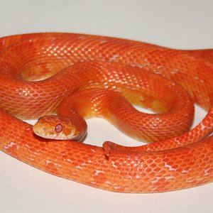 sunkissed amelanistica.jpg