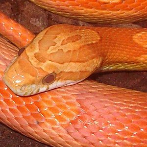 Motley hypo cabeza.JPG