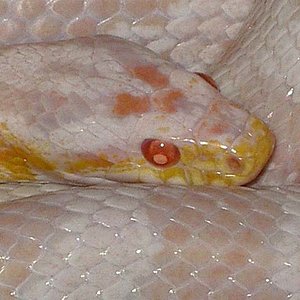 pink snow cabeza.jpg