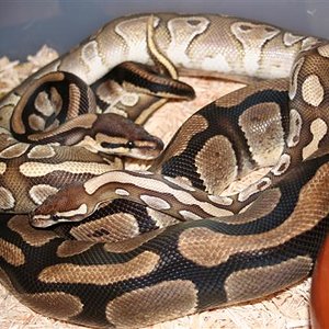 IMG_0580 (Small).JPG