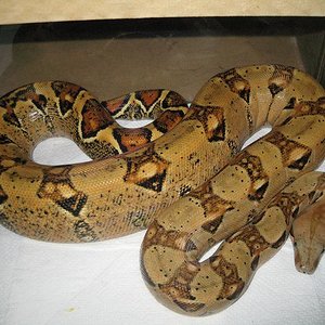 hembra  b.c.i. 003.JPG