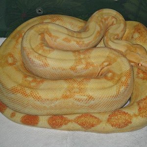 macho coral albino.JPG