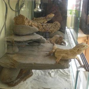 pogona subir 1.JPG