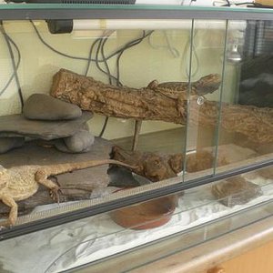 pogona subir 2.JPG