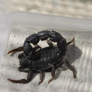 Parabuthus transvaalicus.JPG