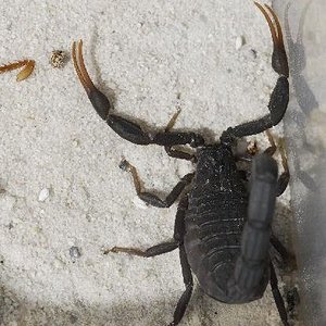 Hottentotta judaicus.JPG