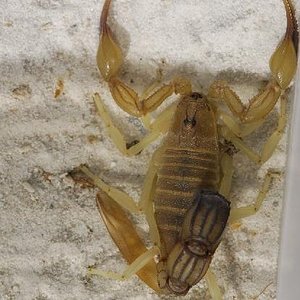 Androctonus australis.JPG