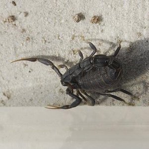 Androctonus bicolor.JPG