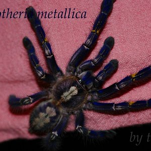 Poecilotheria metallica.1.JPG