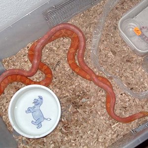 copula motley hypo 4.jpg