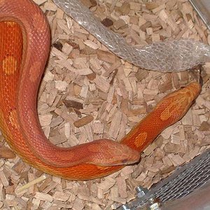 copula motley hypo 2.jpg