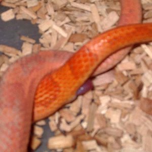 copula motley hypo 1.jpg