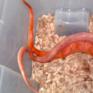 copula motley hypo 3.jpg