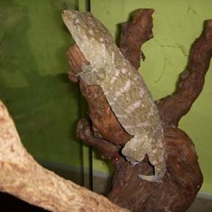 leachi leachi female 2.jpg