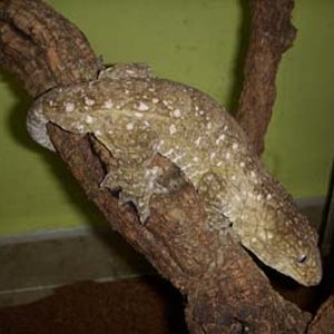 leachi henkely pine island male.jpg