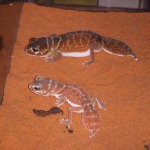 levis levis pair.jpg