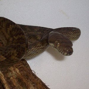 morelia [Resolucion de Escritorio].JPG