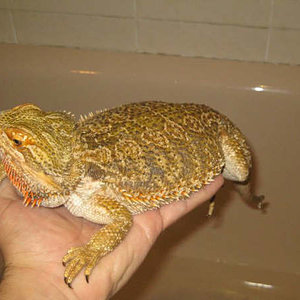 hembra por sorpresa 2.JPG