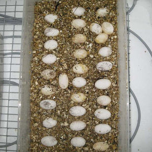 puesta por sorpresa.JPG