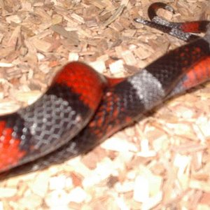 detalle copula 1.jpg