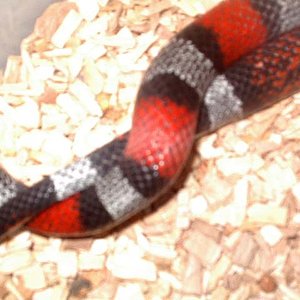 detalle copula 2.jpg