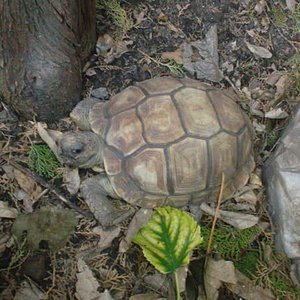 Chilensis Hembra.JPG