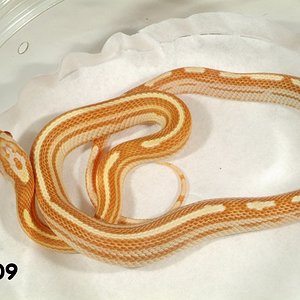 0Striped Butter Motley Corn Snake   71509f.jpg
