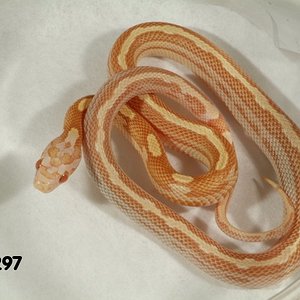 Striped Butter Motley Corn Snake.jpg