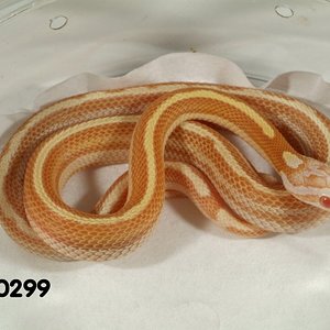 Striped Butter Motley Corn Snake   070299f.jpg