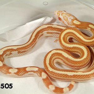 Striped Butter Motley Corn Snake   071505f.jpg