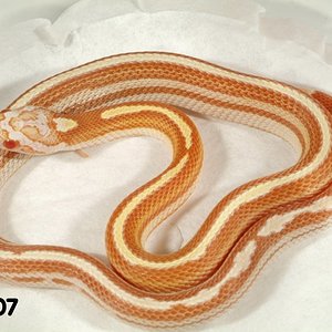 Striped Butter Motley Corn Snake   071507f.jpg