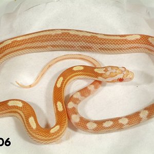 Striped Butter Motley Corn Snake   070506f.jpg