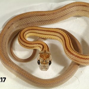 Caramel Stripe Corn Snake het Butter    070217m.jpg