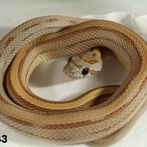 Caramel Stripe Corn Snake het Butter    070343m.jpg