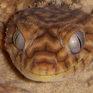 amyae male headshot.jpg