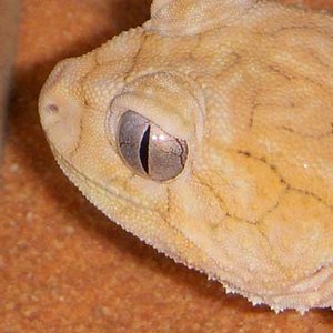 amyae female headshot.jpg