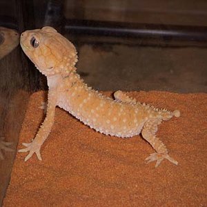 amyae female orange.jpg