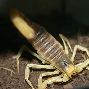 Hadrurus arizonensis 1.JPG