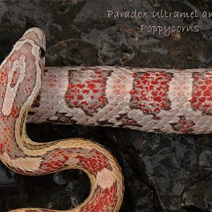resized_Mar08_1901%20paradox%20ultramel%20anery%20cu.jpg