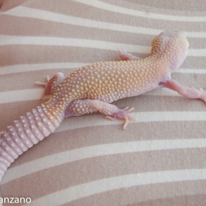 Blazzing blizzard baby