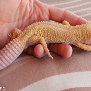Patternless albino