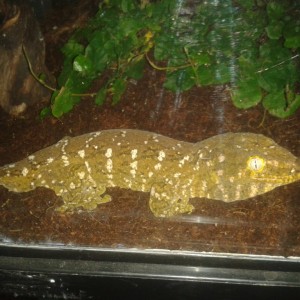 mis lechianus henkely