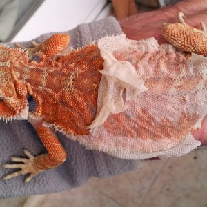 Pogona1 8-11-2012