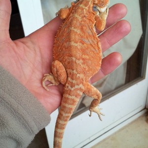 Pogona2 8-11-2012