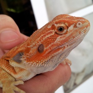 Pogona3 8-11-2012