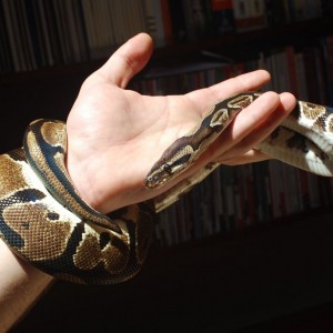 Python regius