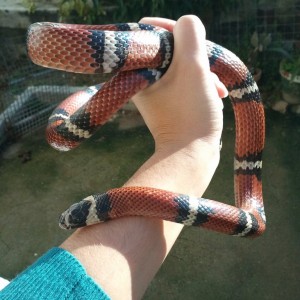 Color apagado falsa coral