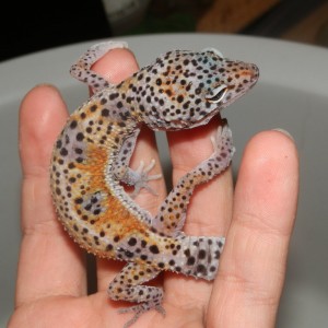 Macho Tangerine Enigma