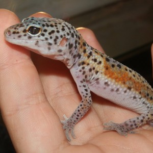 macho Tangerine Enigma 2